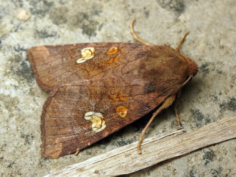 Amphipoea oculea (Linnaeus, 1761)